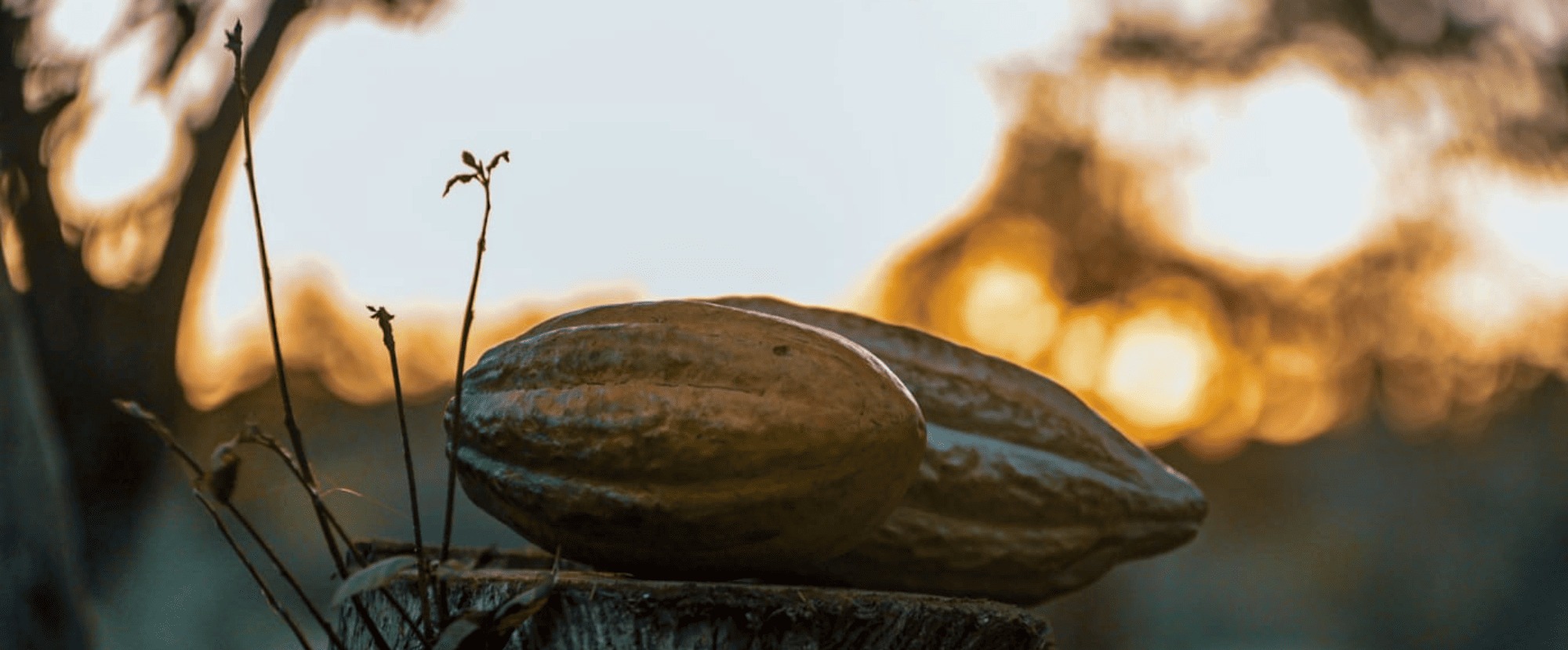 Cabosse de fèves de cacao