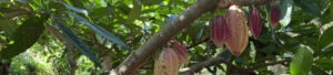 Photo de cabosse de fèves dans un arbre