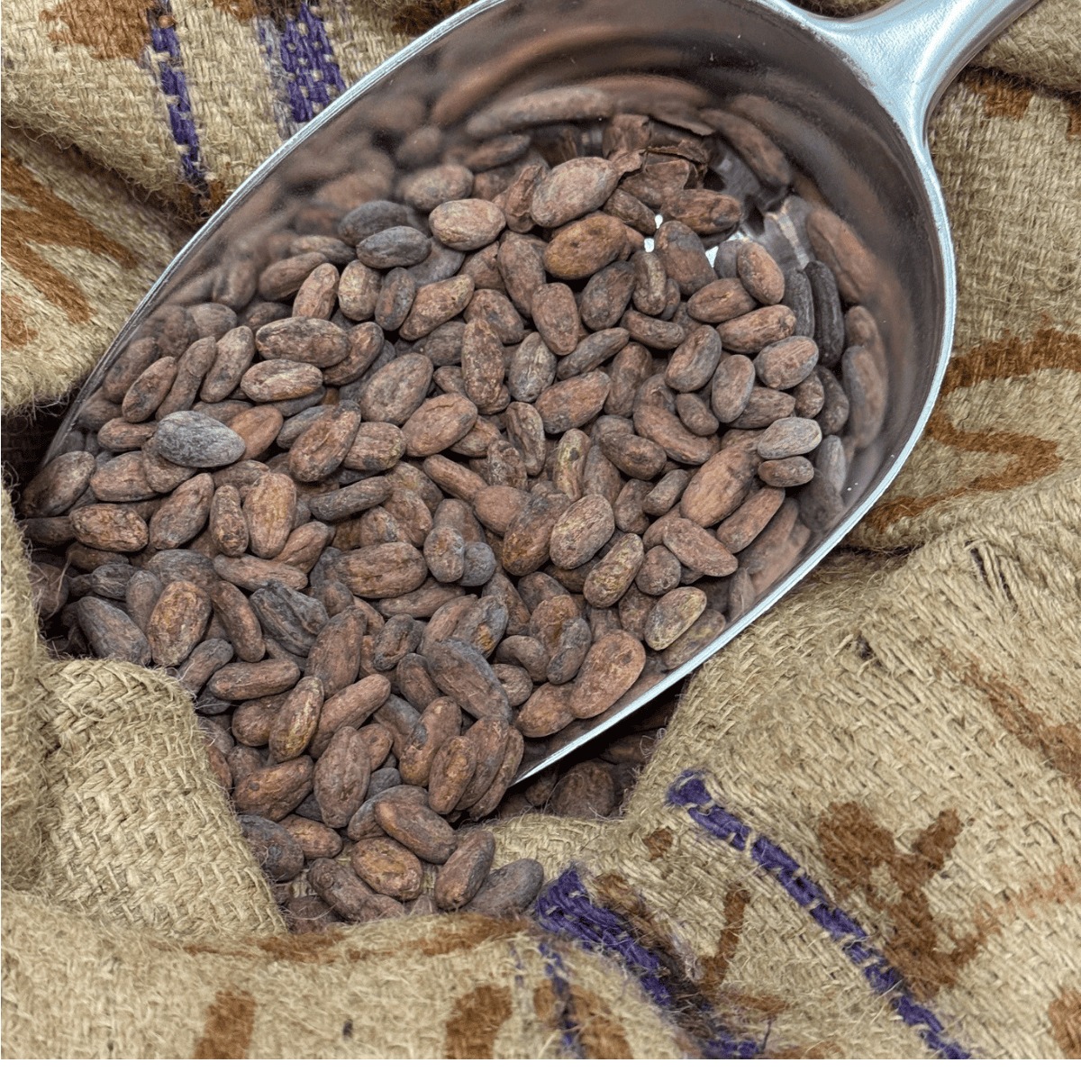 Sac de fèves de cacao, et fèves dans une pelle pour réaliser du chocolat bean to bar