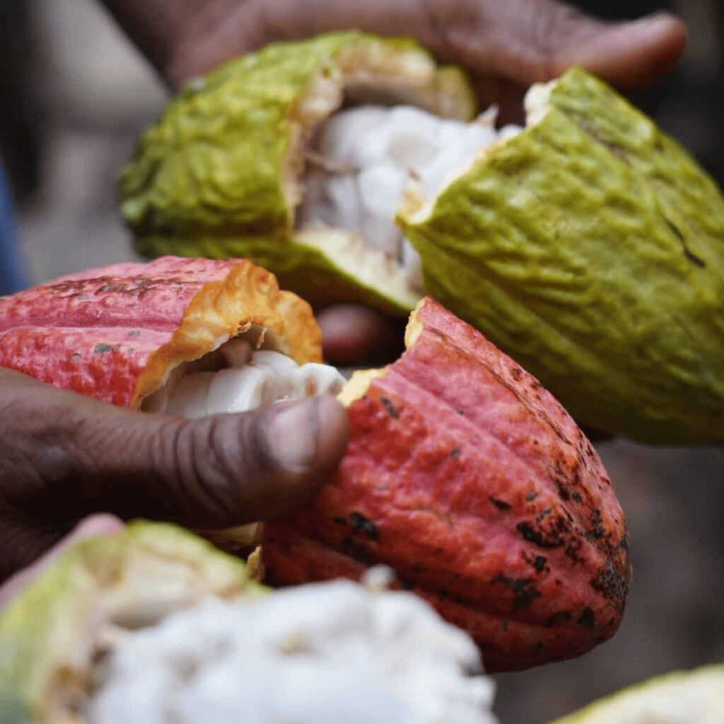 Photo de cabosse de fèves de cacao Kokoa Kamili ouverte de Tanzanie