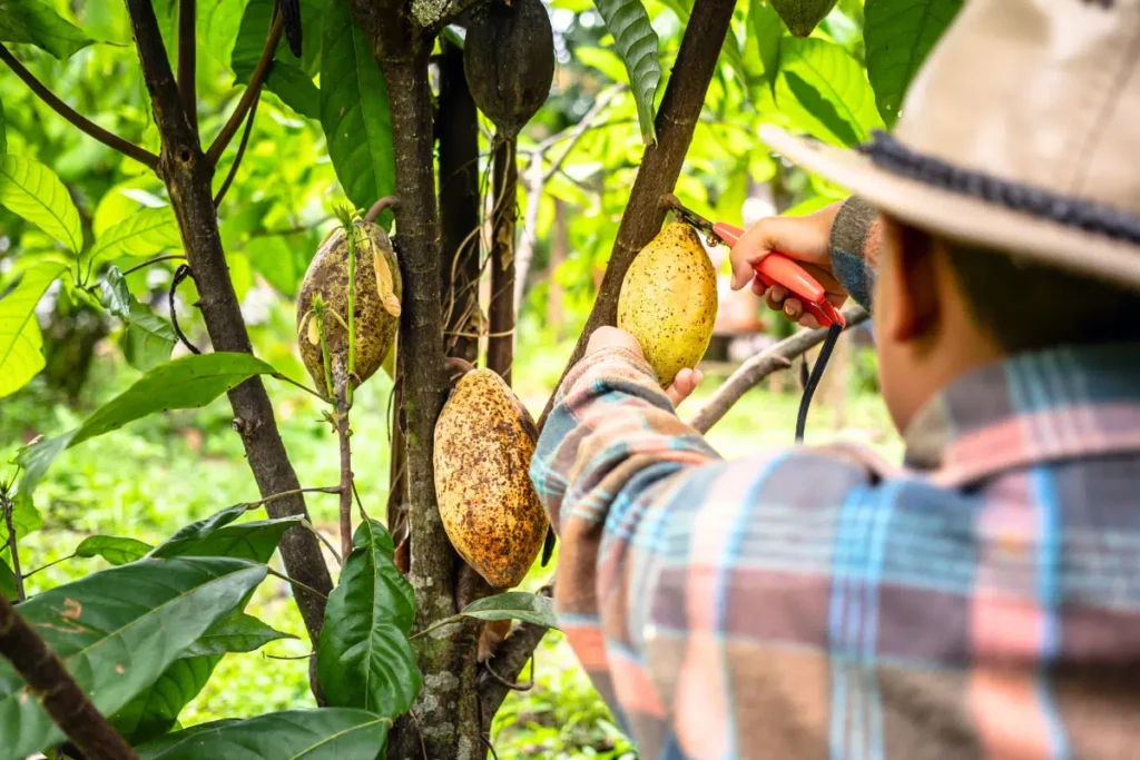 Photo d'un agriculteur qui coupe une cabosse de fèves de cacao Opita dans un arbre