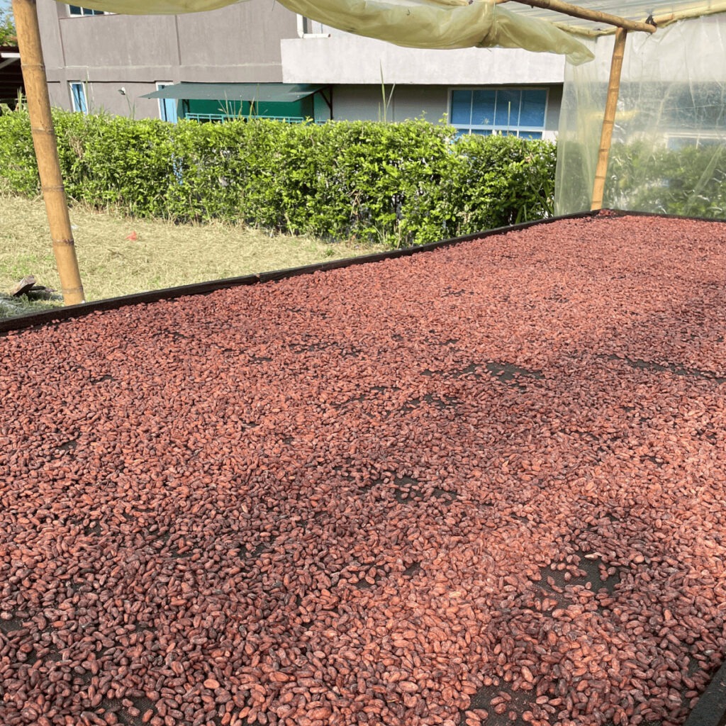 Photo de fèves de cacao Opita en Colombie qui sèche