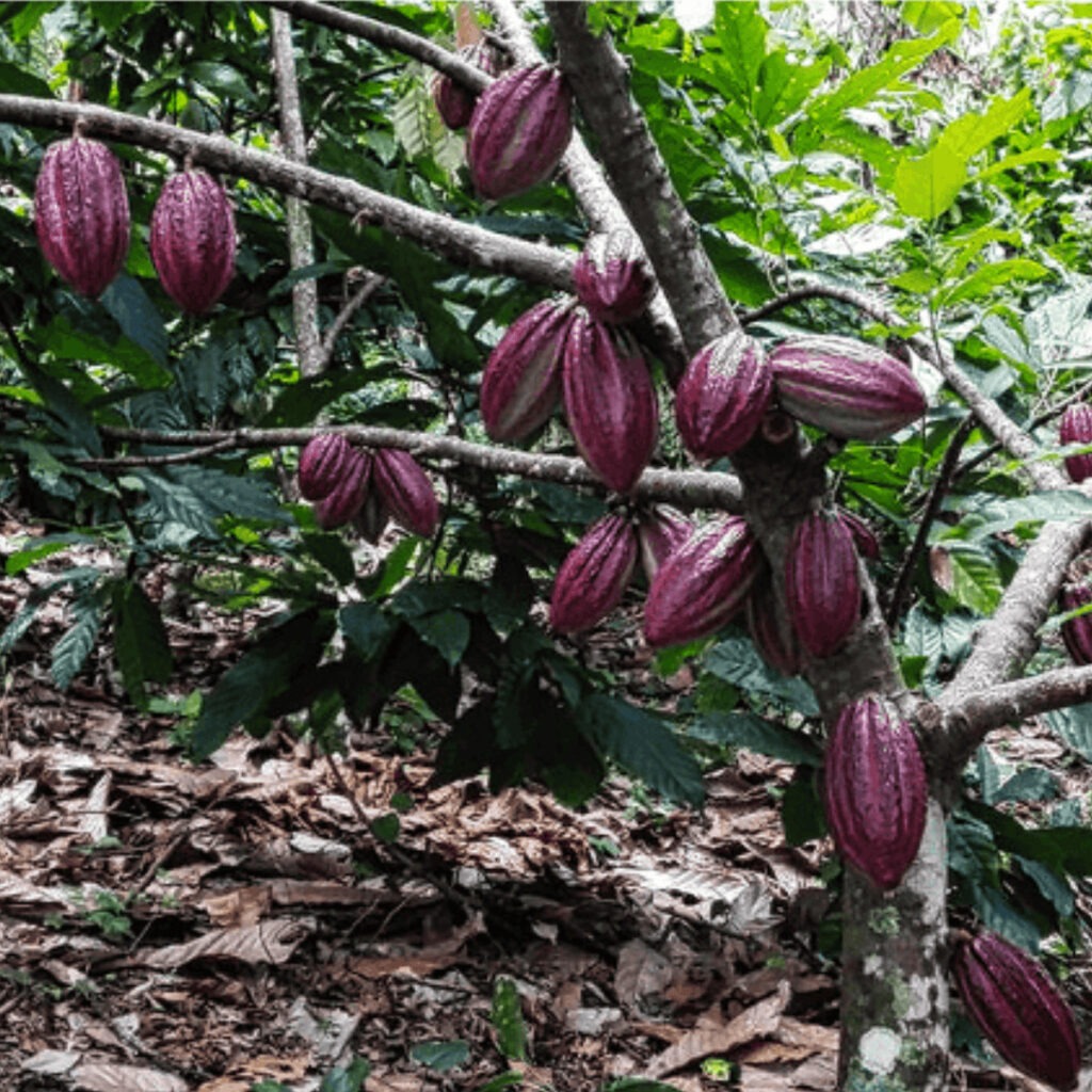 Photo d'un cacaoyer avec des cabosse de fèves de cacao San Jose