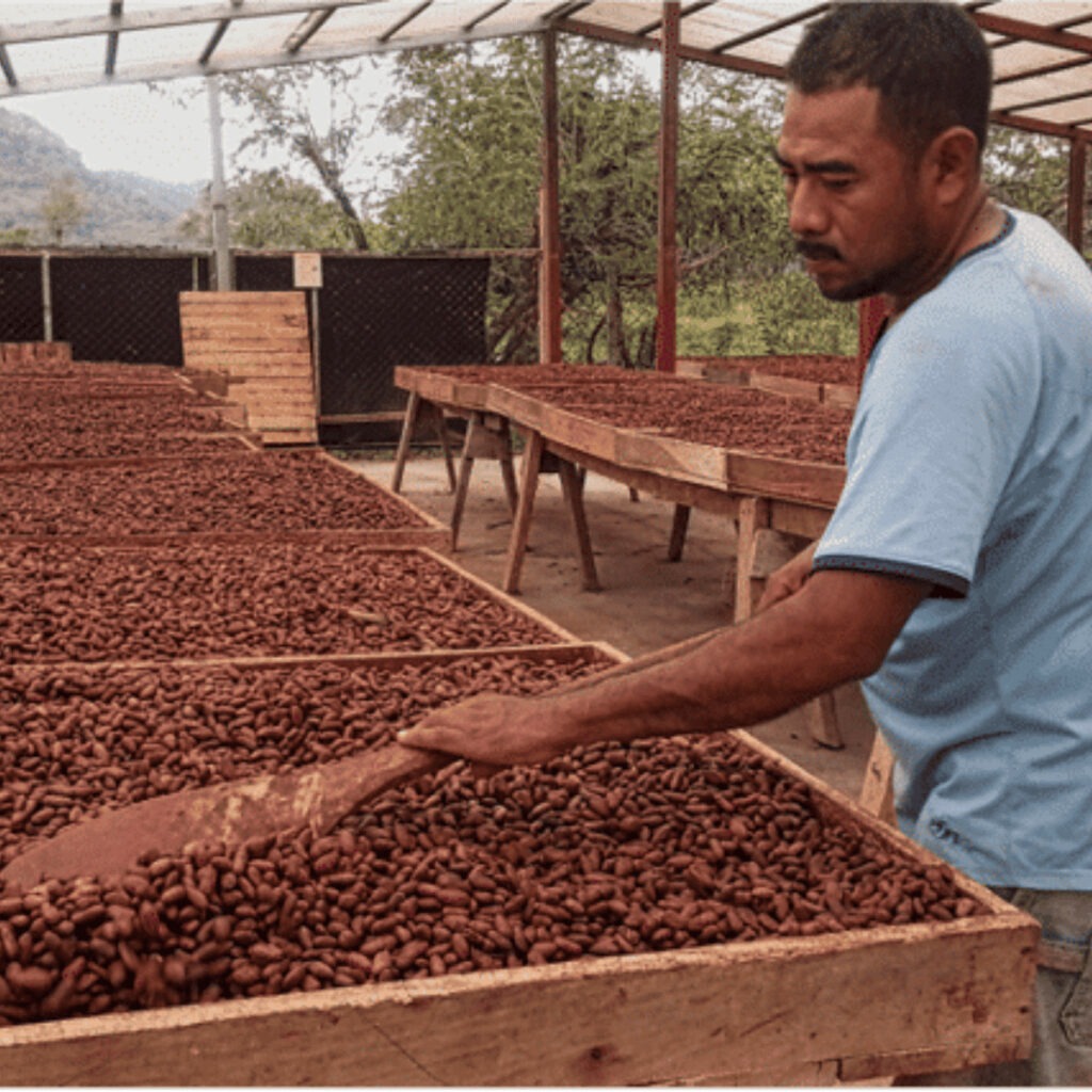 Photo d'un agriculteur qui fait sécher ses fèves de cacao San Jose au Nicaragua