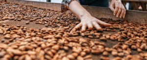 Photo de fèves de cacao qui sèche dans le pays d'origine avec une main