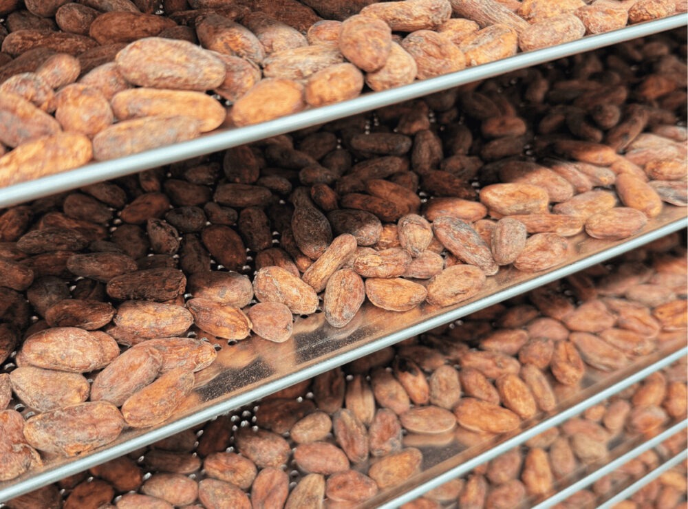 Photo de fèves de cacao sur des plaques qui viennent d'être torréfiées