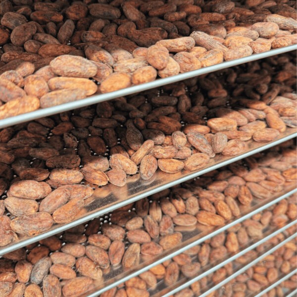 Photo de fèves de cacao sur des plaques qui viennent d'être torréfiées