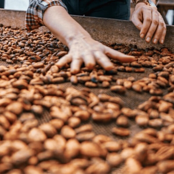 Photo de fèves de cacao qui sèche dans le pays d'origine avec une main