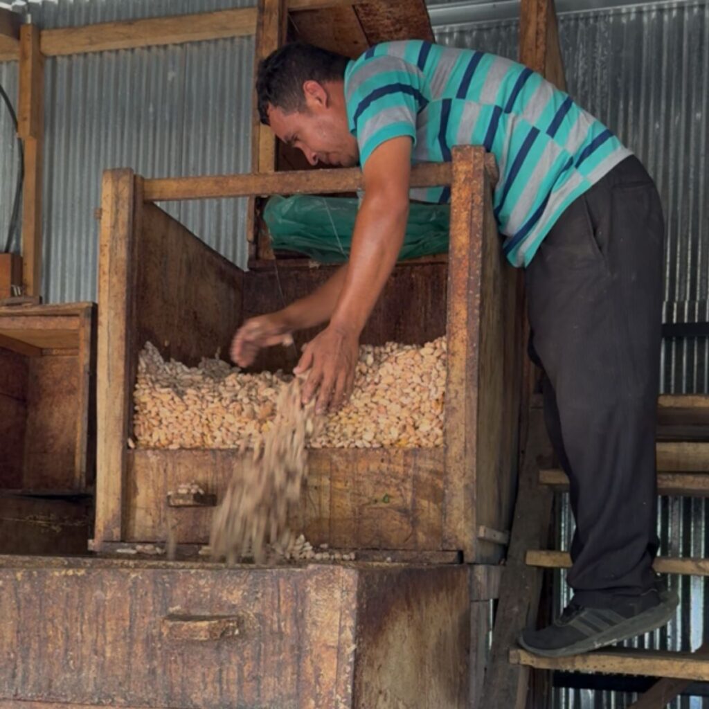 fermentation cacao