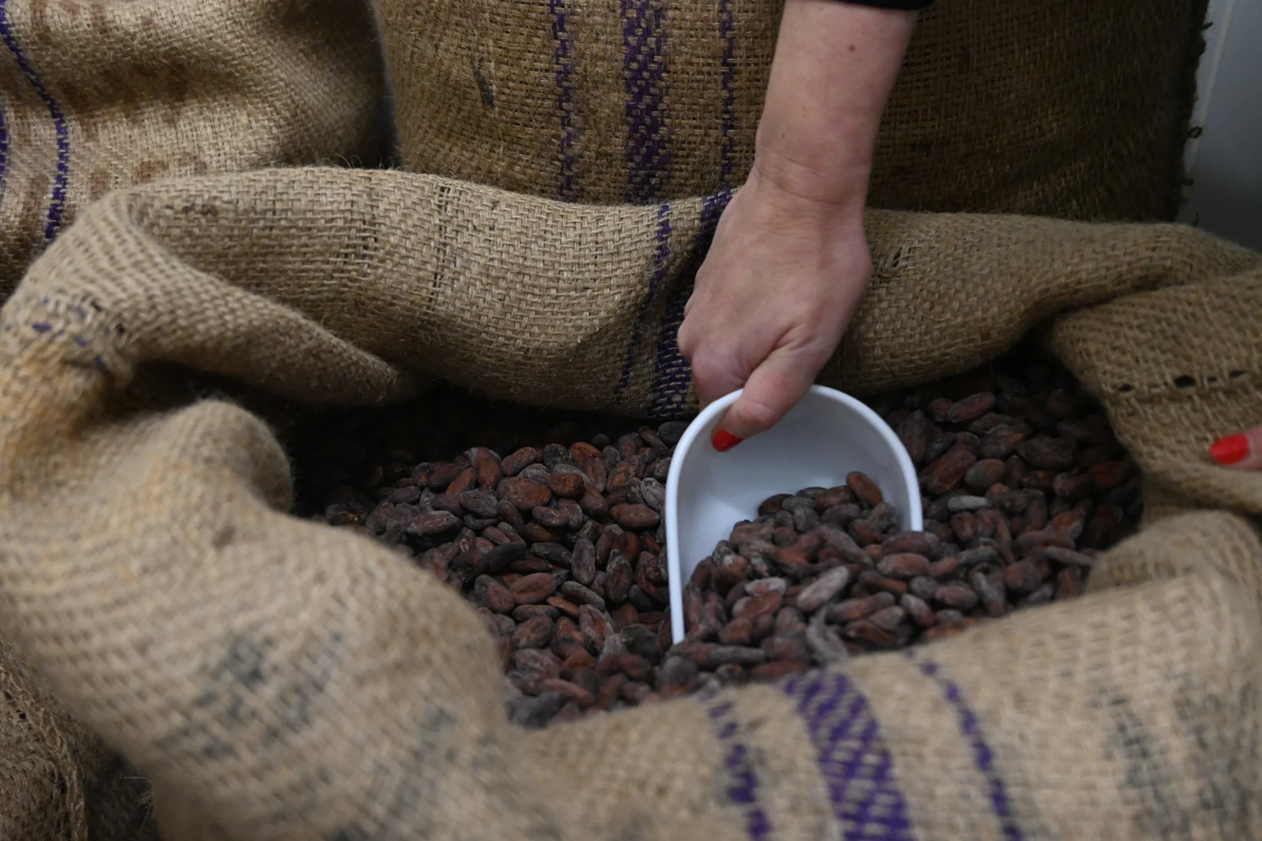 FABRICATION FEVES DE CACAO.jpg FABRICATION FEVES DE CACAO.jpg
